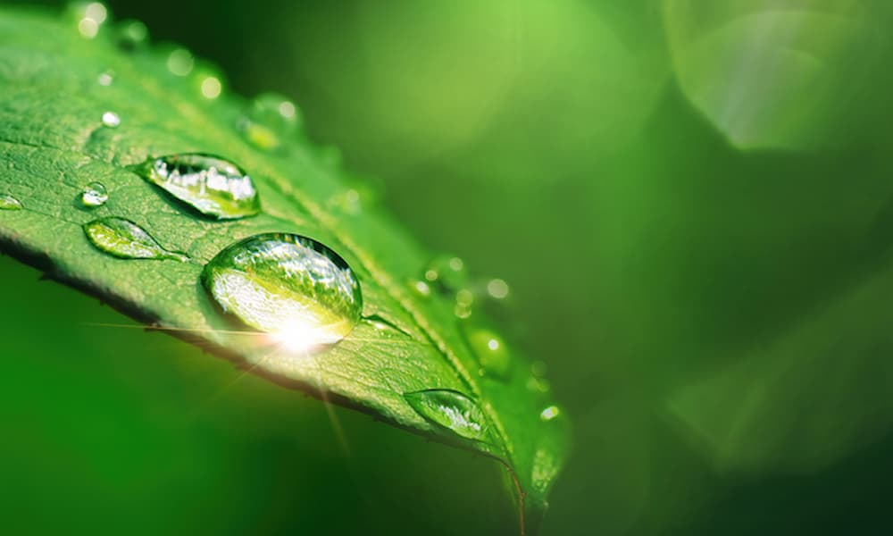 Goutte d'eau sur une feuille verte